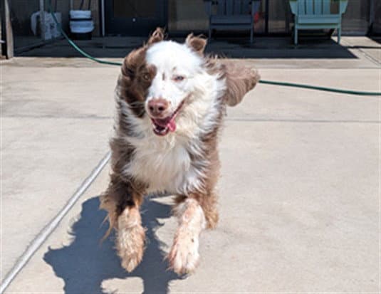 Laetres - Australian Shepherd