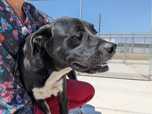 Telemachus - Labrador Retriever