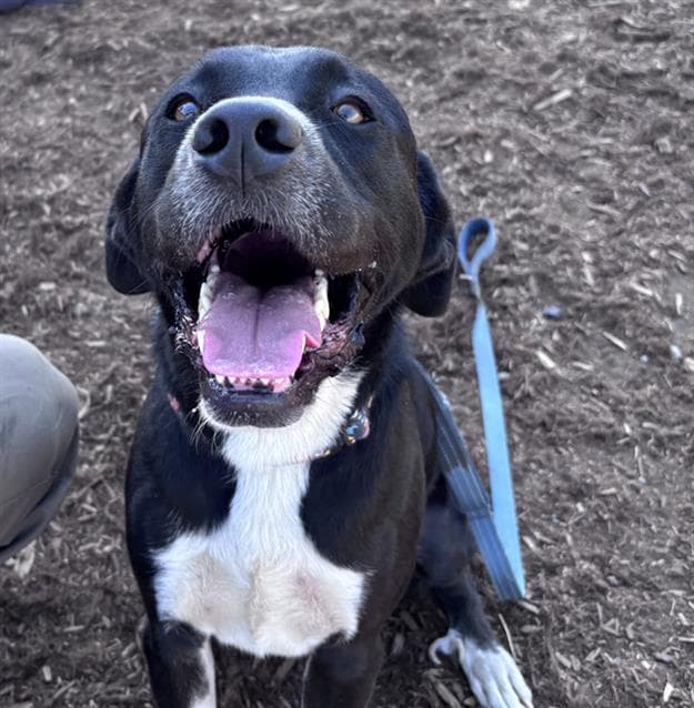 Telemachus - Labrador Retriever