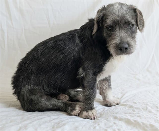 Odysseus - Dachshund