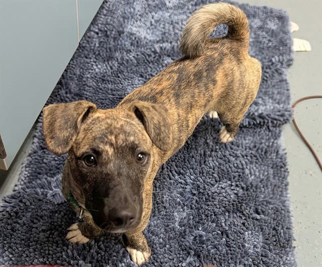 Joy - Dachshund