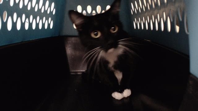 Sage - Domestic Short Hair