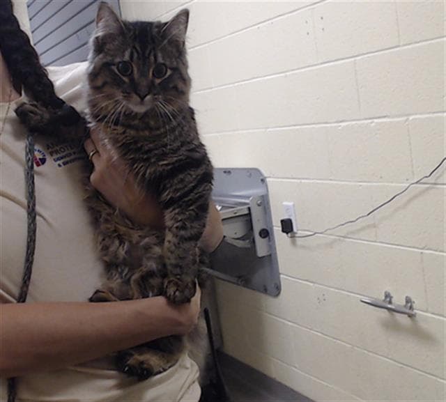 Taz - Domestic Medium Hair