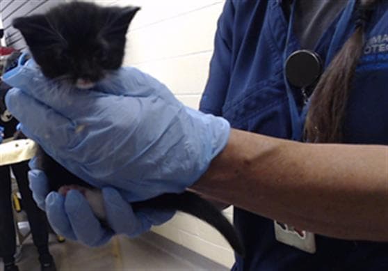 Sugar Plum - Domestic Short Hair