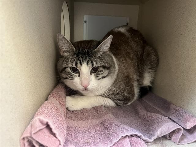 Bernie - Domestic Short Hair