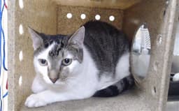 Manny image 1