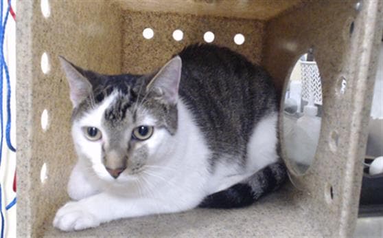 Manny - Domestic Short Hair