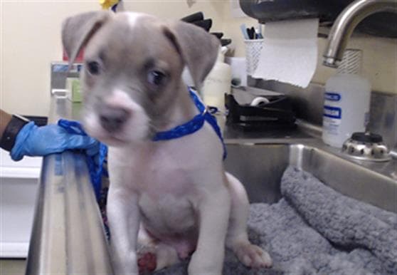 Chobani - Pit Bull Terrier