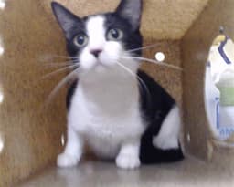 Frannie image 1