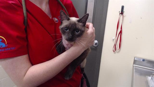 Lala - Siamese