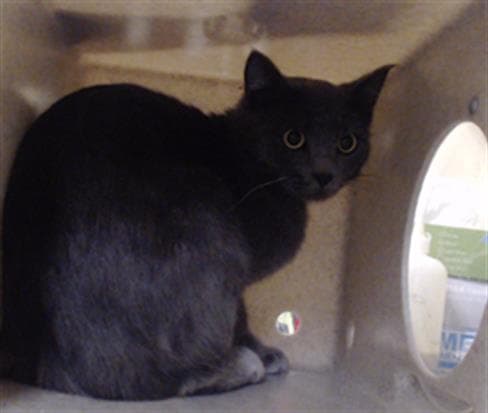 Chunky Monkey - Domestic Short Hair