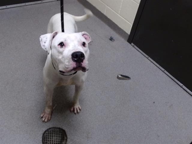 Stevie Nicks - American Bulldog