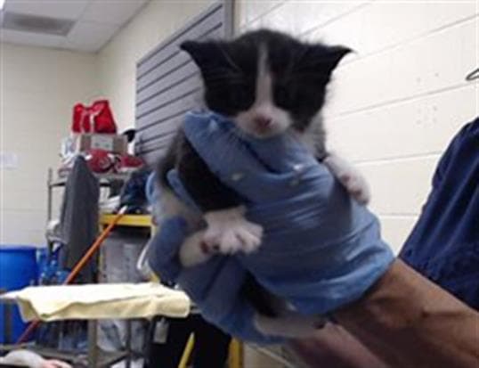 Marshmellow - Domestic Short Hair