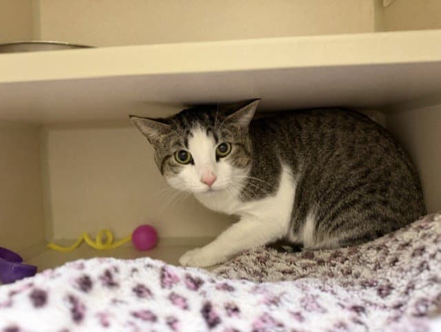 Boots - Domestic Short Hair