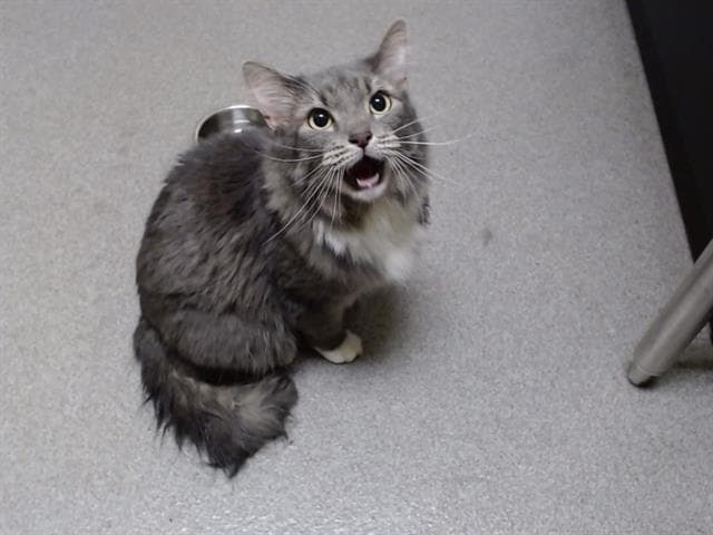 Mazikyn - Domestic Medium Hair