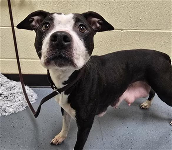 Cardi - American Pit Bull Terrier