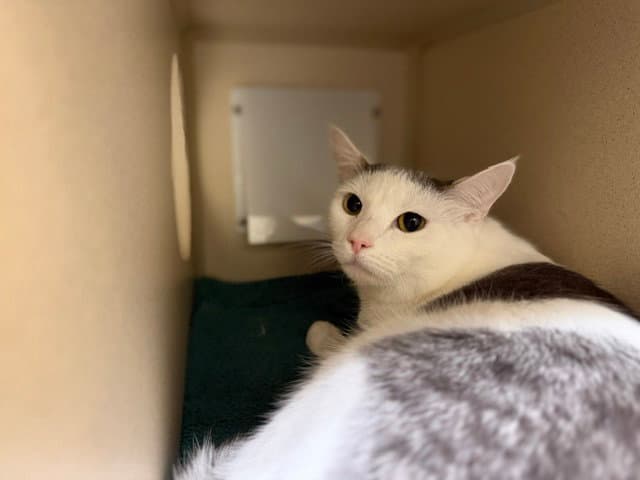 Tivati - Domestic Short Hair
