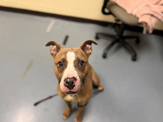 Zeus - American Pit Bull Terrier