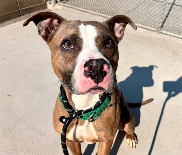 Zeus - American Pit Bull Terrier