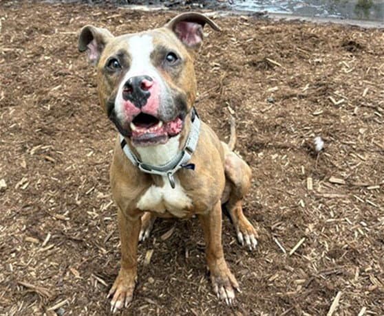 Zeus - American Pit Bull Terrier