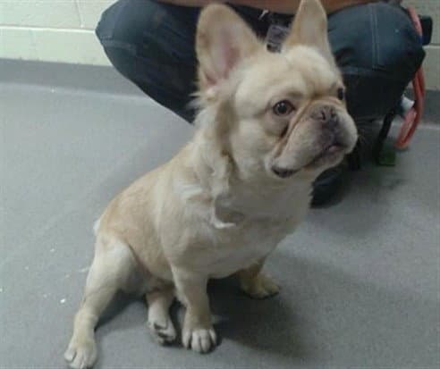 Pooh Bear - French Bulldog