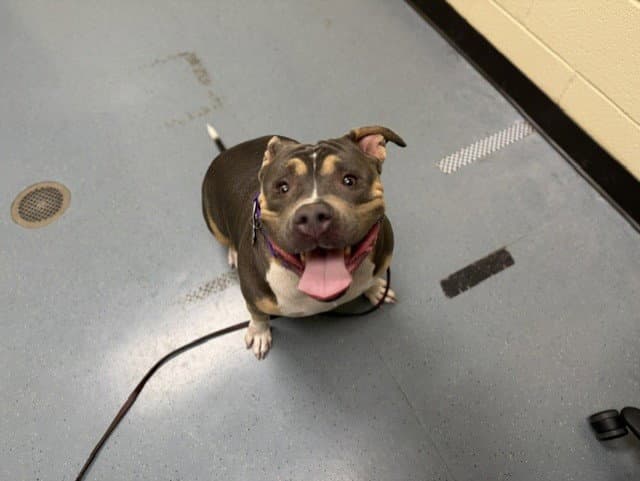 Flurry - American Staffordshire Terrier