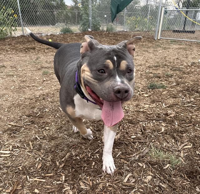 Flurry - American Staffordshire Terrier