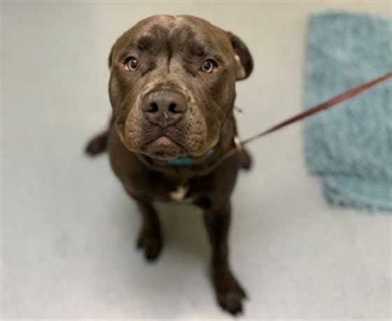 Dax - Pit Bull Terrier