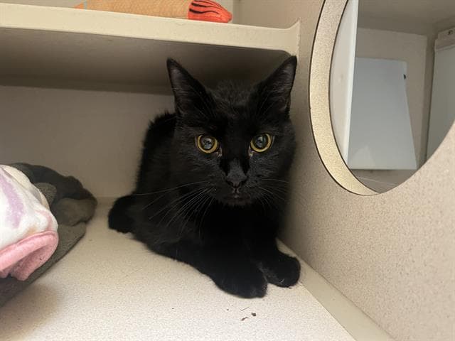 Dusty - Domestic Short Hair