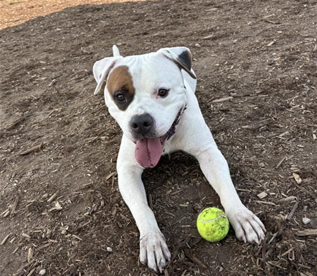 Gizmo - American Bulldog