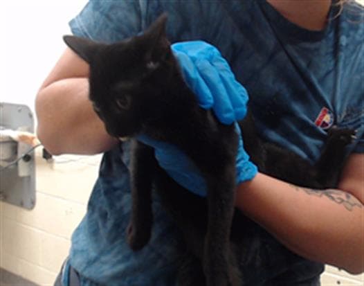 Shadow - Domestic Short Hair