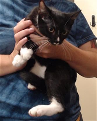 Pepper - Domestic Short Hair