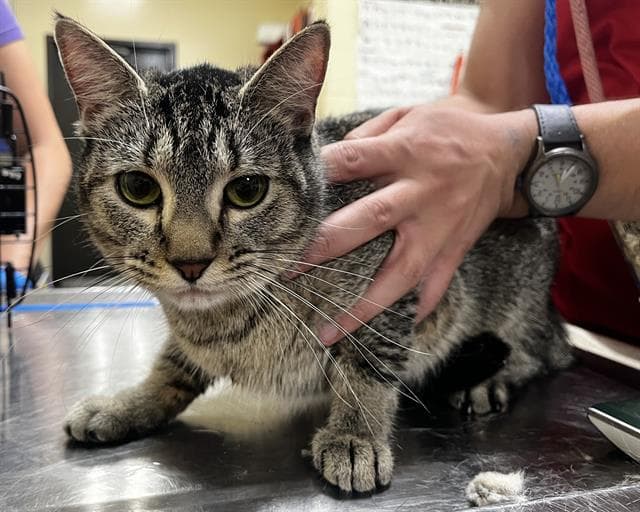 Kitty - Domestic Short Hair