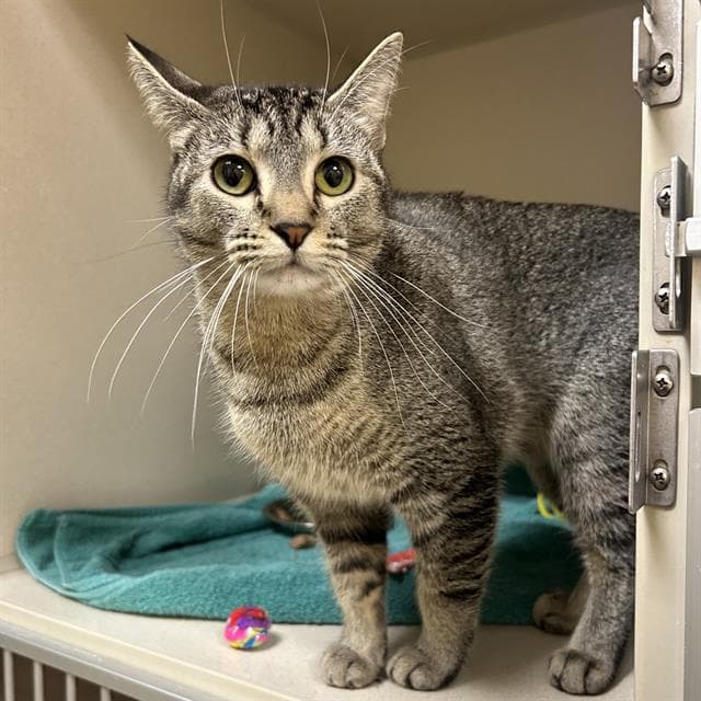 Kitty - Domestic Short Hair