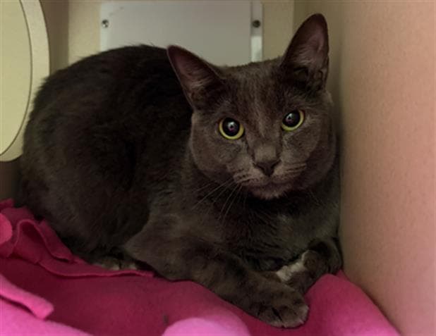 Glenn - Domestic Short Hair