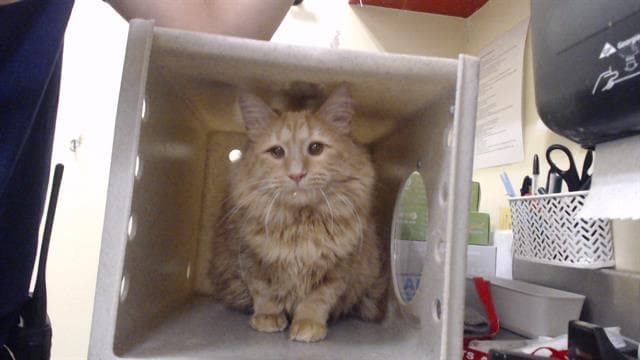 Squintz - Domestic Long Hair