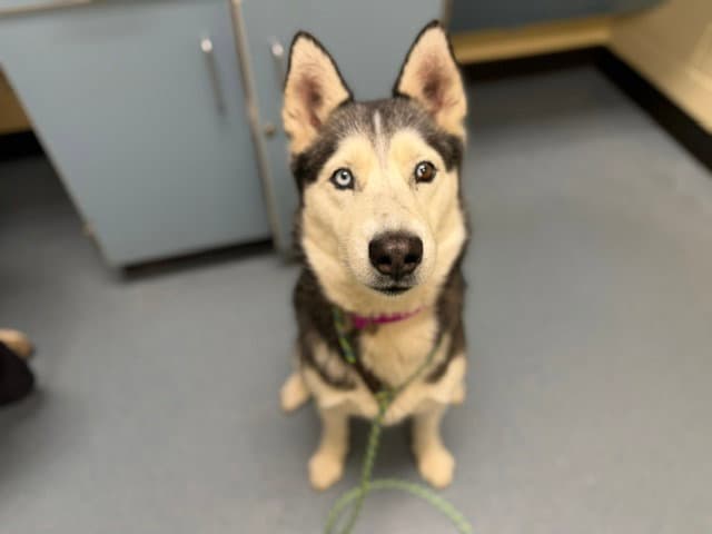 Kia - Siberian Husky