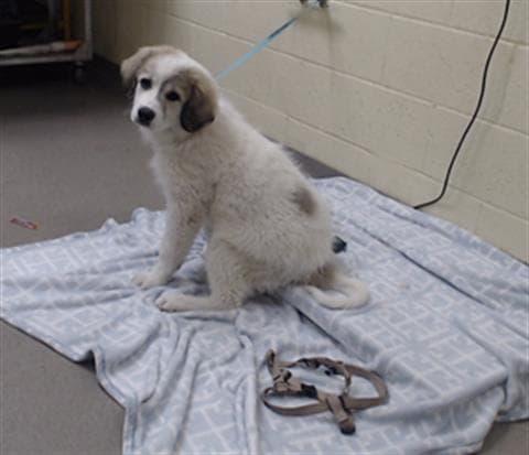 Bell - Great Pyrenees