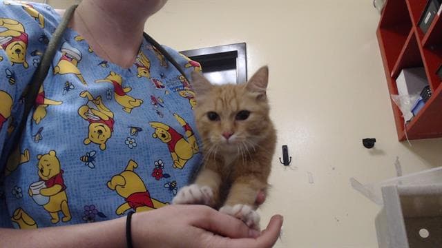 Mouse - Domestic Medium Hair