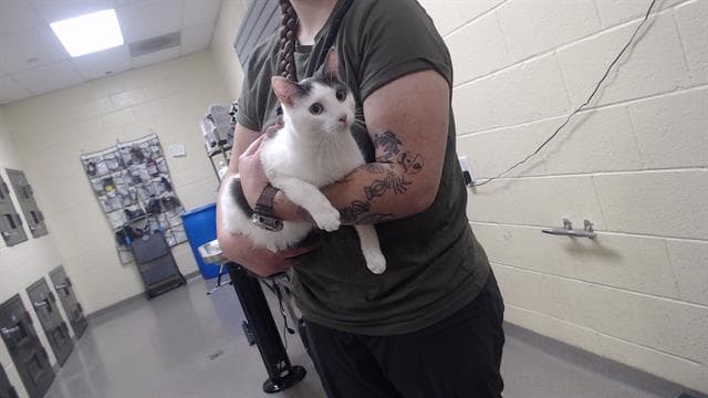 Aziza - Domestic Short Hair