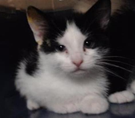 Gummybear - Domestic Medium Hair