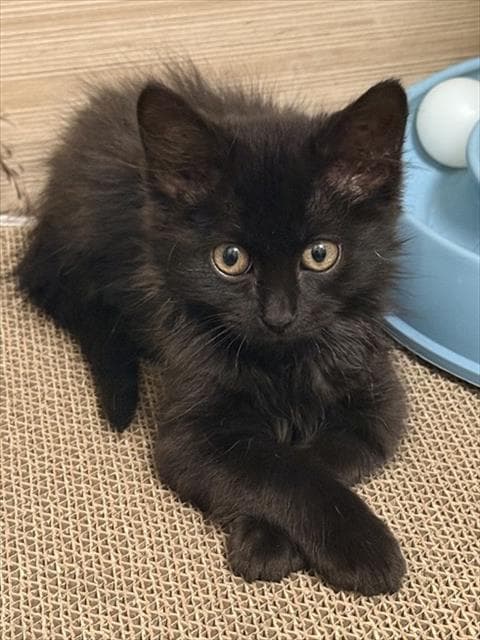 Helly - Domestic Short Hair