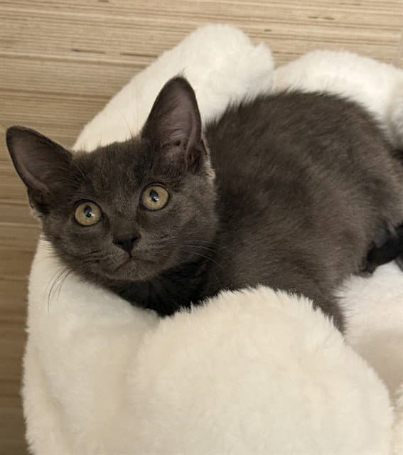 Herschel - Domestic Short Hair