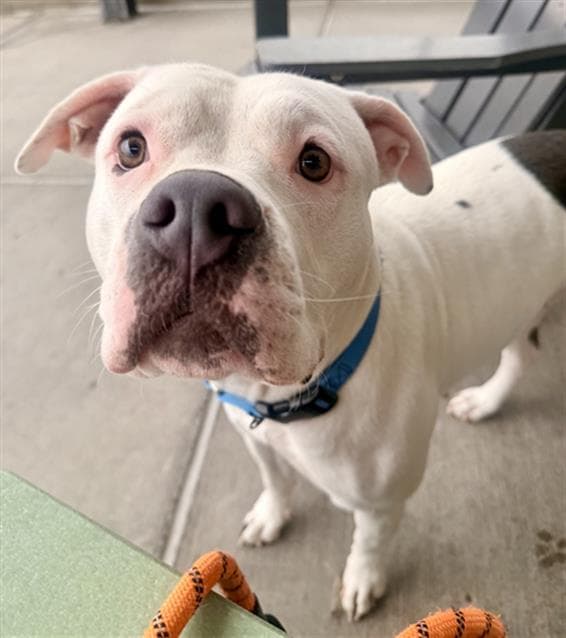 Callie - American Bulldog