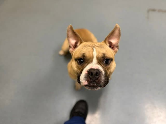 Ozzy - English Bulldog
