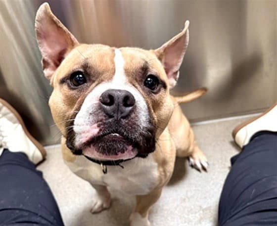 Ozzy - English Bulldog