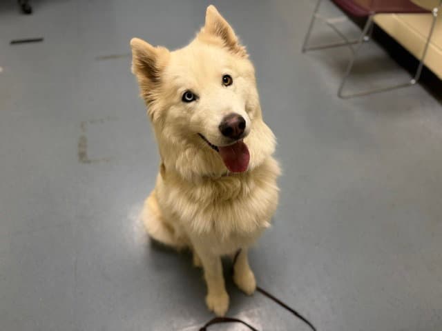 Nirvana - Siberian Husky