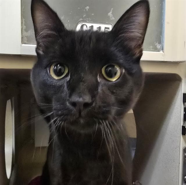 Danni - Domestic Short Hair