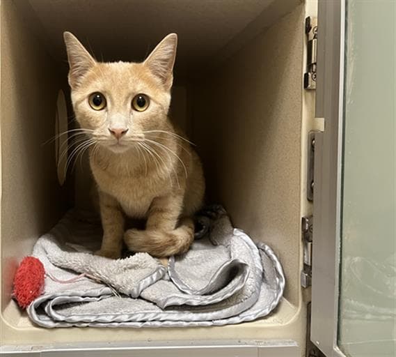 Honey - Domestic Short Hair