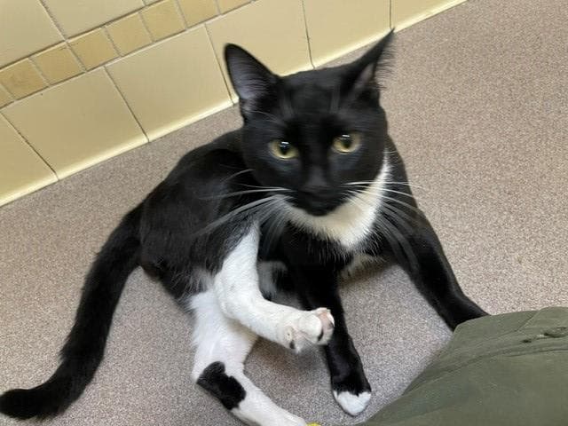 Tommy - Domestic Short Hair